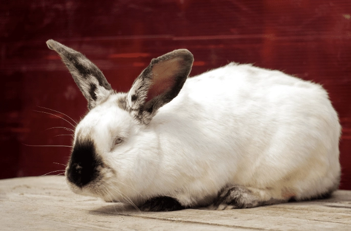 californian rabbit size