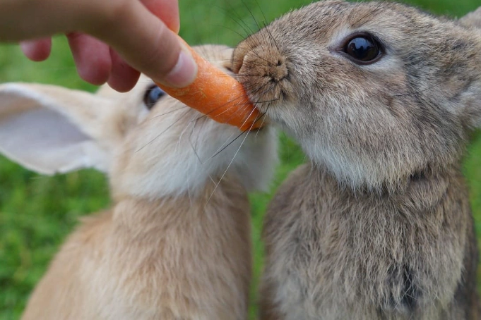 what to feed rabbits