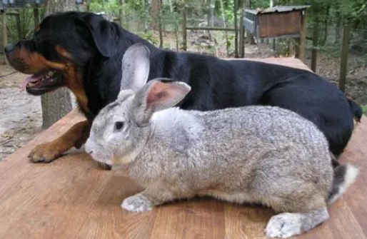 biggest rabbit breed biggest rabbit breed