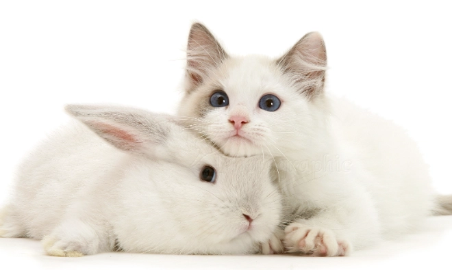 rabbit kitten