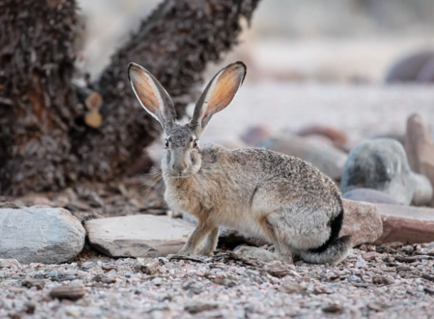 jack rabbit habitat