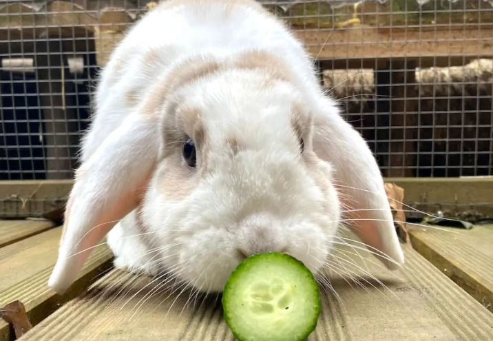 can rabbits eat cucumbers