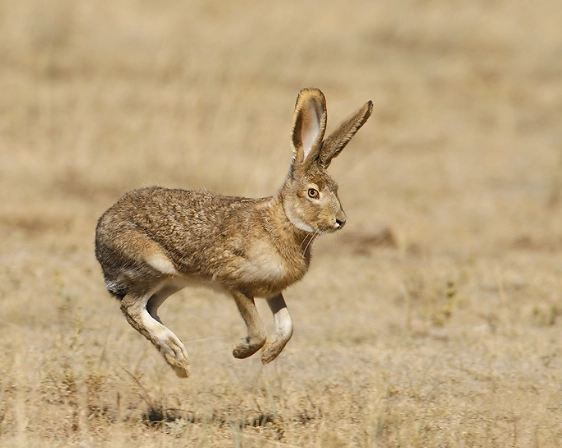 jack rabbit facts