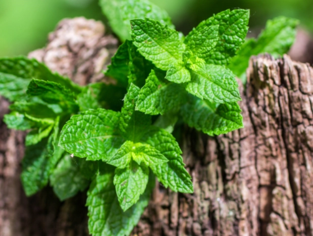 feeding mint to rabbits