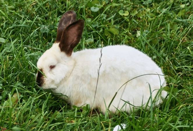 californian rabbit care