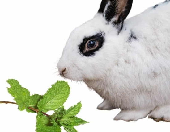 rabbit safe herbs