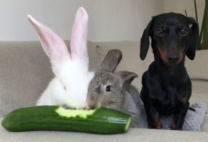 feeding cucumbers to rabbits