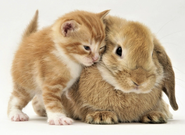 rabbit kitten breed