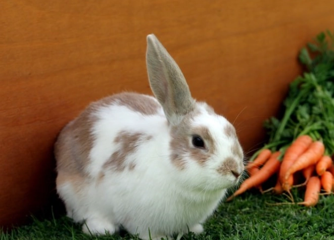 chocolate toxicity rabbits