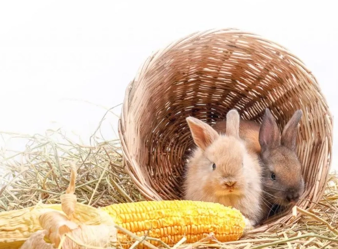 can rabbits eat corn