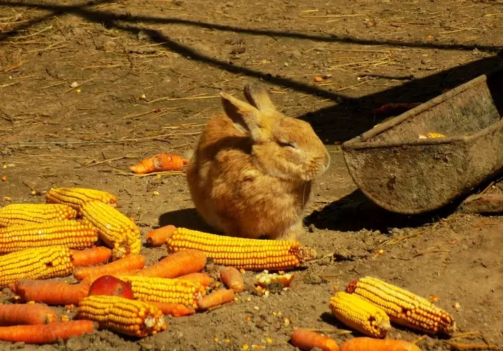 can rabbits eat corn