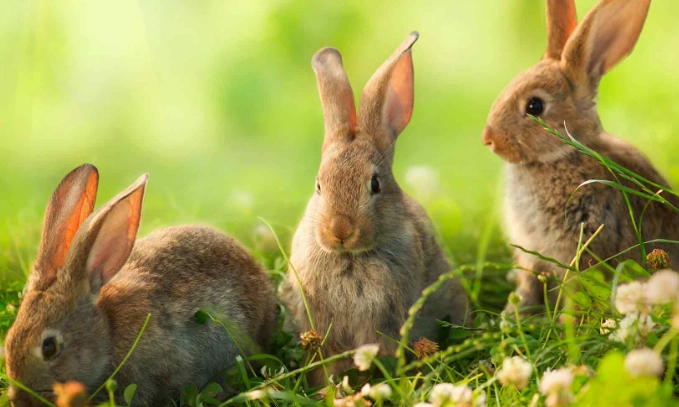feeding wild rabbits