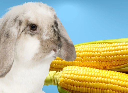 can rabbits eat corn