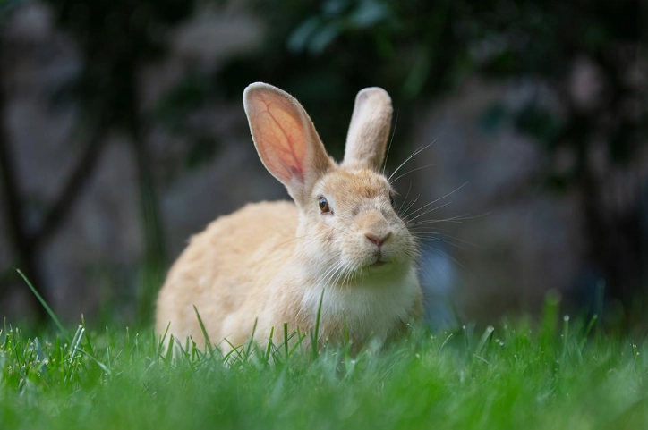 how long do rabbits live