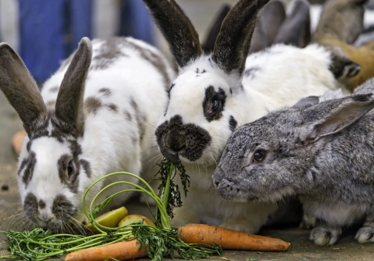 what can wild rabbits eat