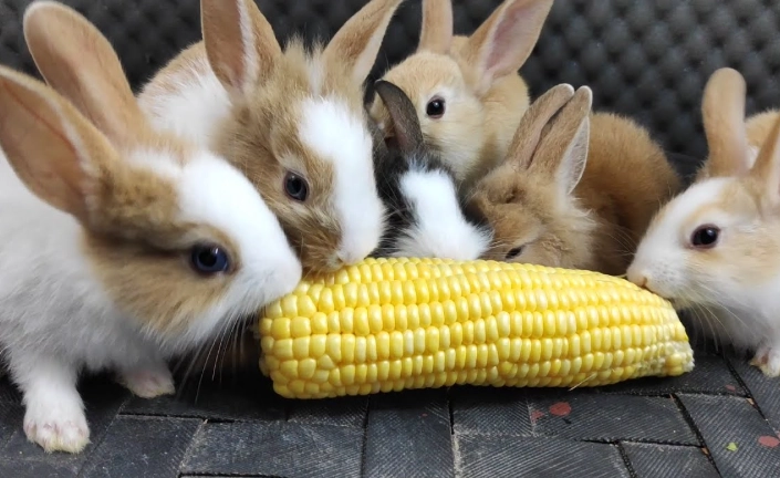 can rabbits eat corn