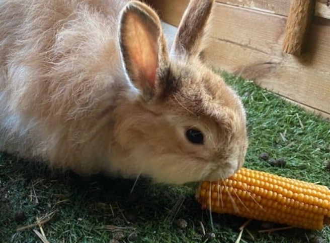 can rabbits eat corn