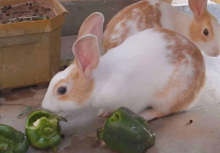 can rabbits eat bell pepper seeds can rabbits eat bell pepper seeds