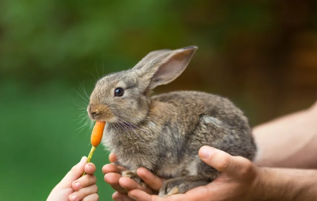feeding wild rabbits