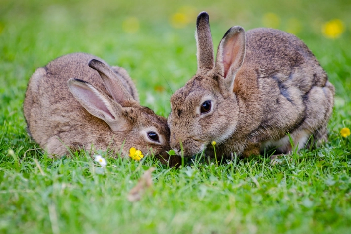 is a rabbit a mammal