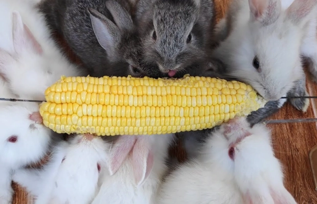 is corn safe for rabbits