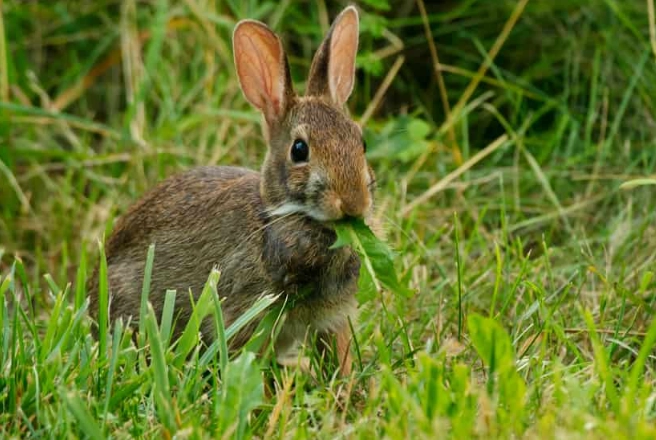 what can wild rabbits eat
