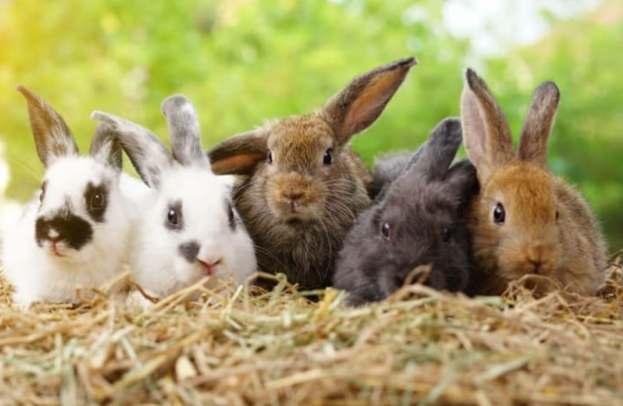 pet rabbit care