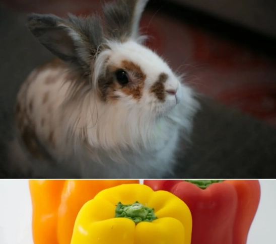 rabbit diet bell peppers rabbit diet bell peppers