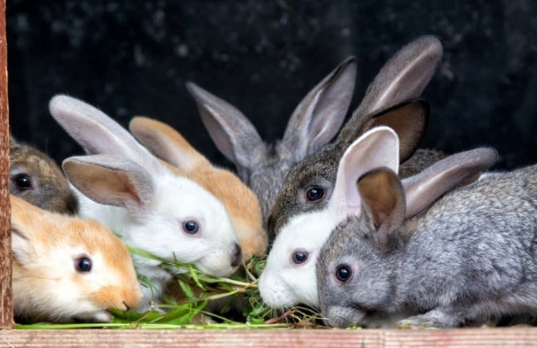 how long do rabbits live