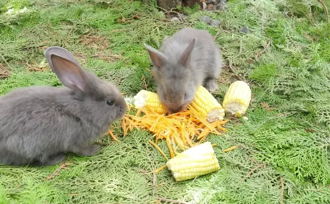 is corn safe for rabbits
