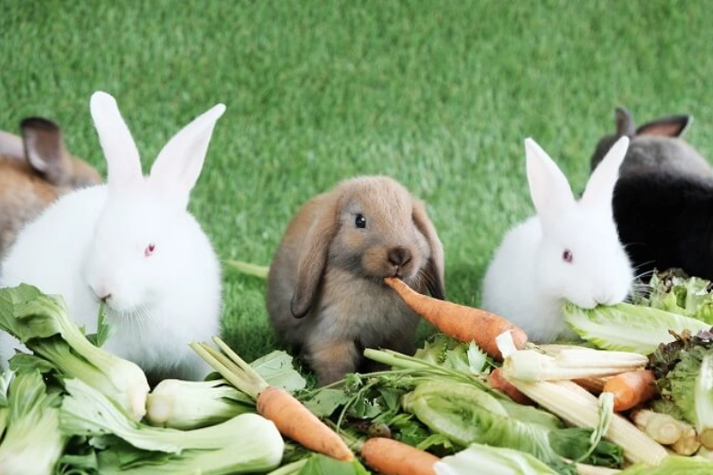 cilantro for rabbits cilantro for rabbits