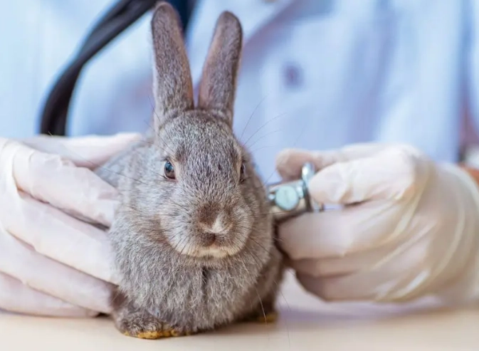 feeding cilantro to rabbits
