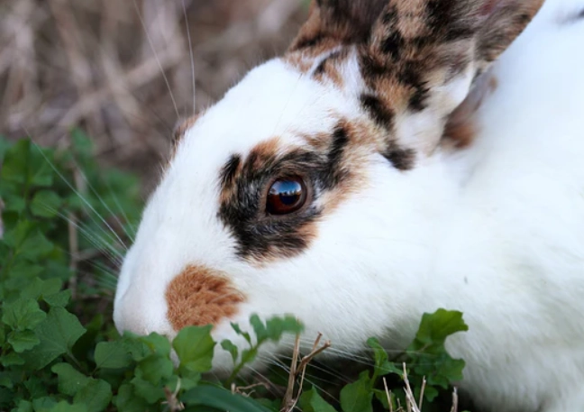 how long can rabbits swim how long can rabbits swim
