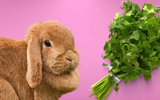 How much cilantro can bunnies eat