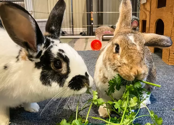 feeding cilantro to rabbits