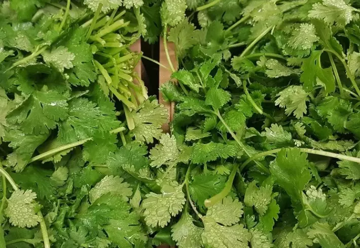 cilantro for rabbits cilantro for rabbits