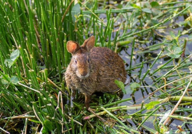 can rabbits swim can rabbits swim