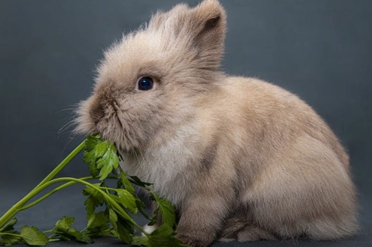 rabbit safe vegetables