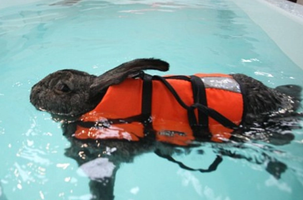 rabbit water safety