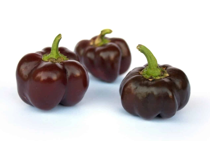 bell peppers for rabbits