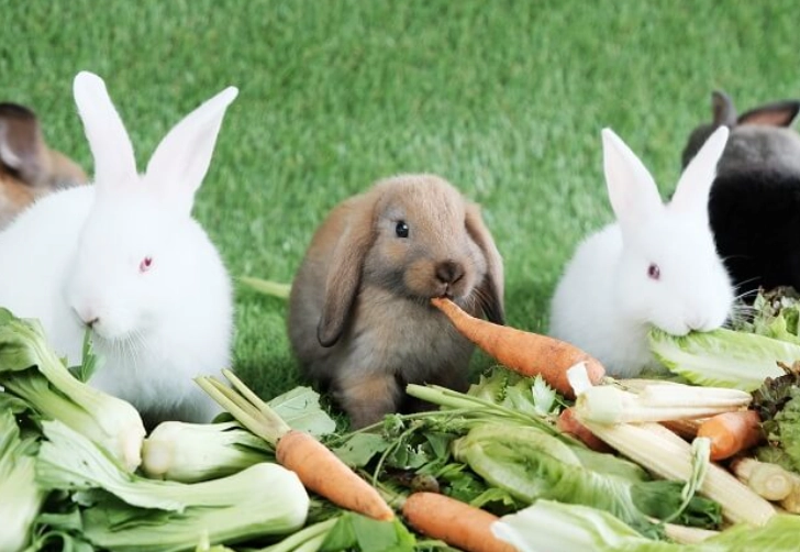 can rabbits eat cilantro stems