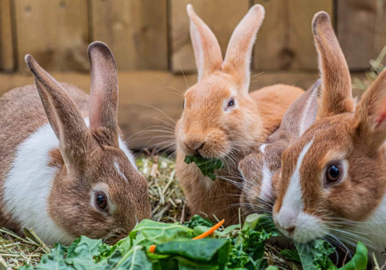 can rabbits eat cilantro everyday can rabbits eat cilantro everyday