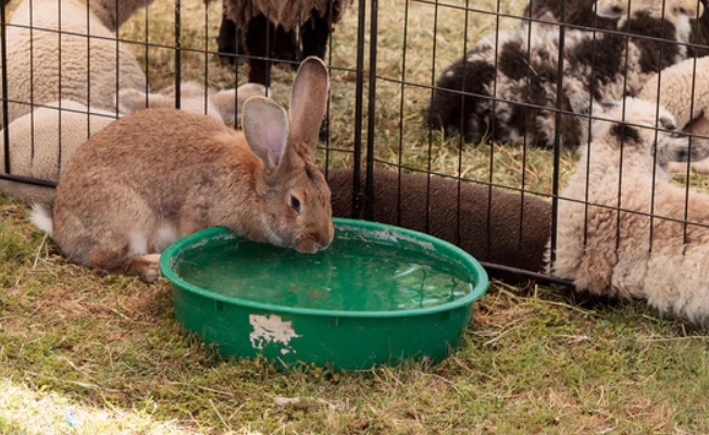 can rabbits swim can rabbits swim