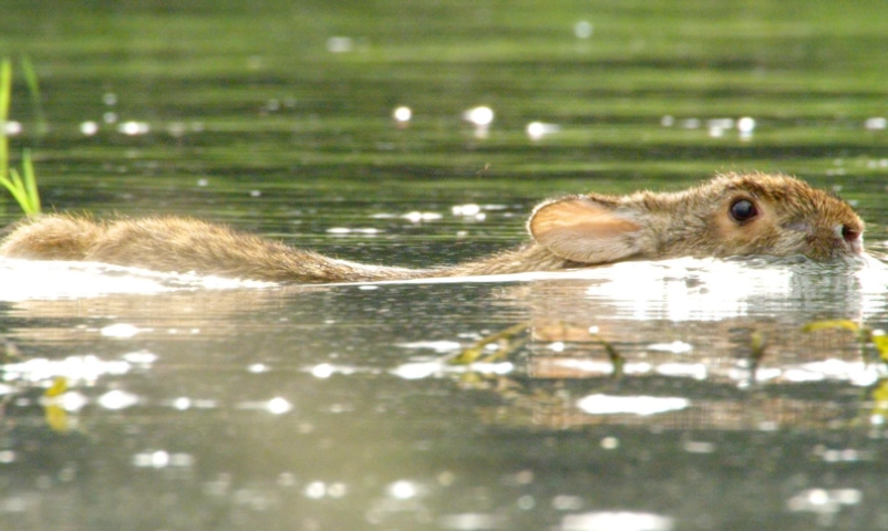 rabbits in ocean rabbits in ocean