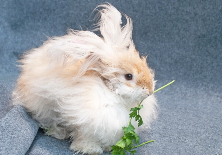 how much cilantro for rabbits