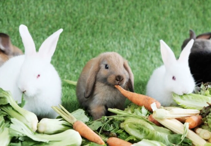 rabbit diet rabbit diet