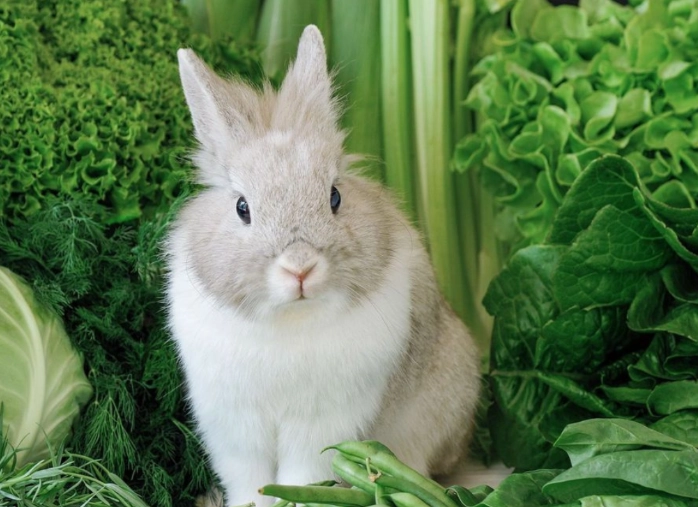 Can rabbits eat cilantro everyday