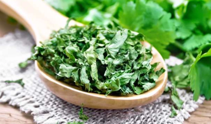 rabbit diet cilantro rabbit diet cilantro