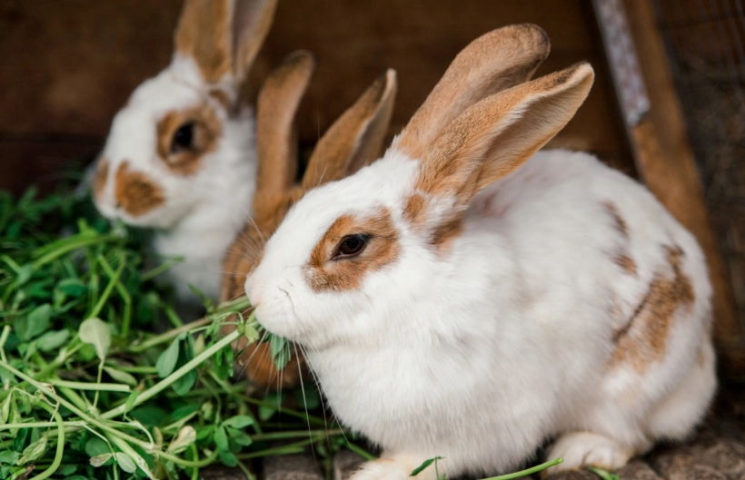 Can rabbits eat cilantro stems