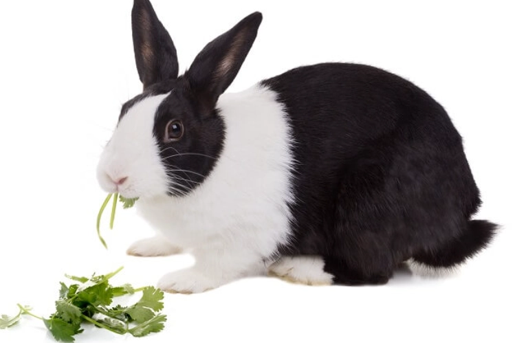 rabbit safe vegetables